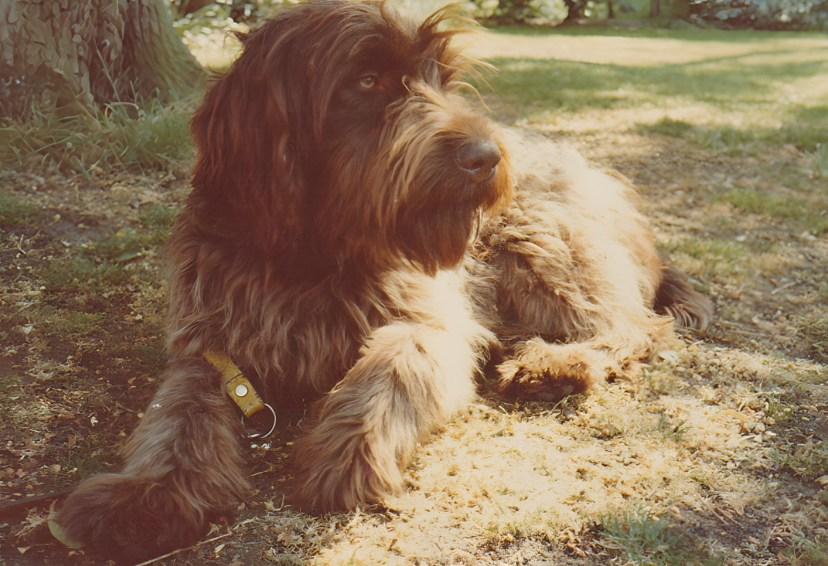 De hond in het gras naast de perenboom