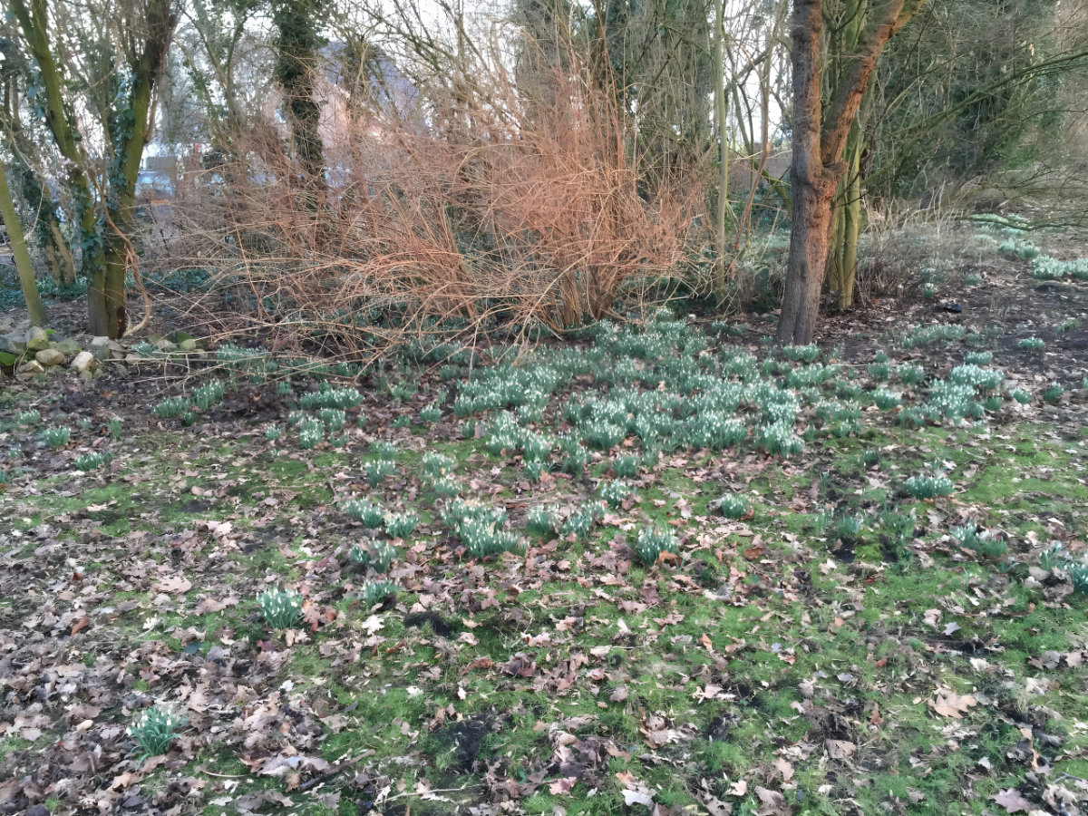 Sneeuwklokjes in de tuin