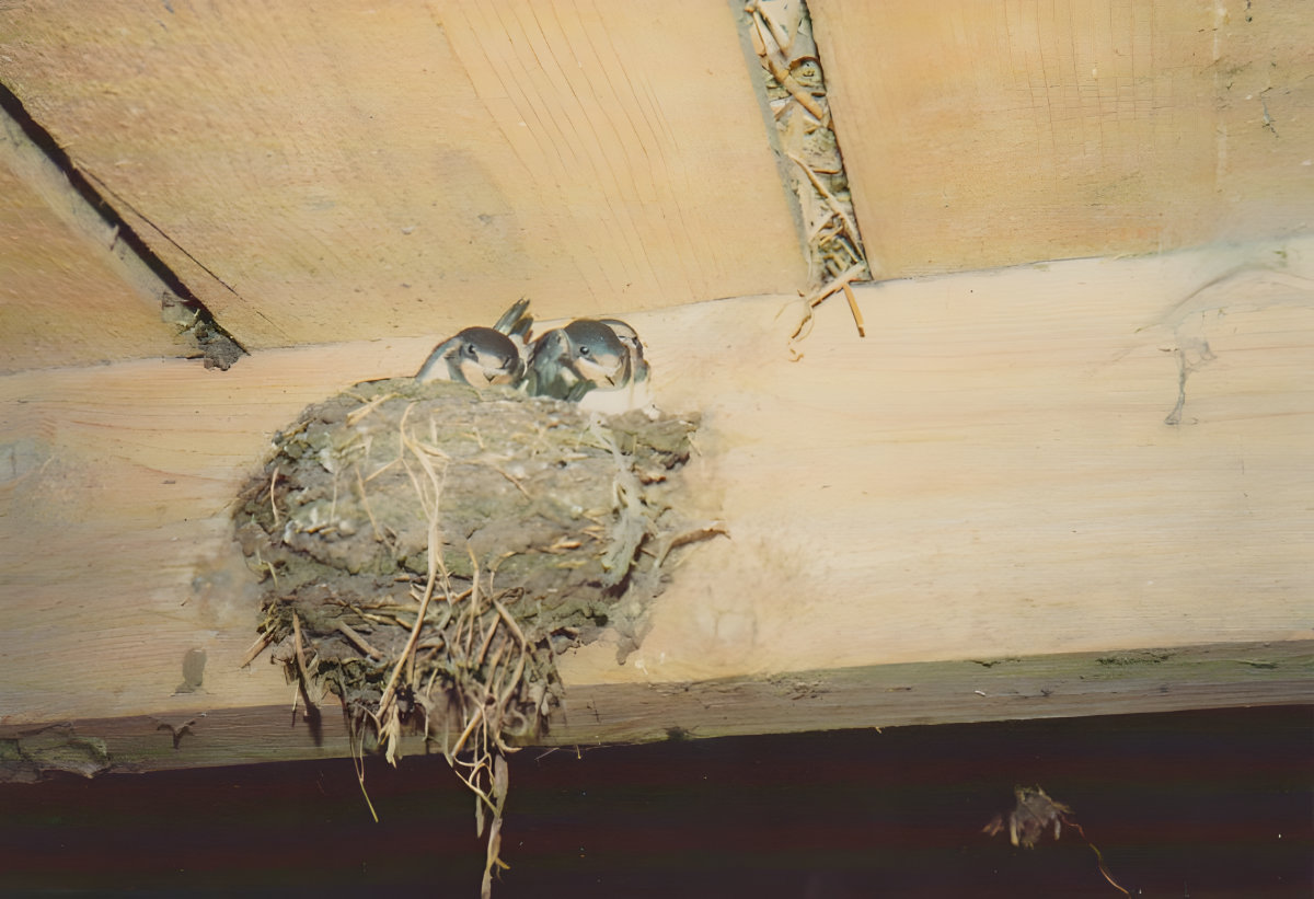 Zwaluwnest tagen een balk aan het plafond